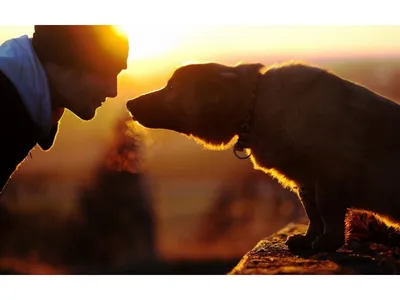 Собака Человека Ветеринар - Бесплатное изображение на Pixabay - Pixabay