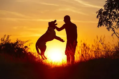 Ученые выяснили, что поглаживание чужих собак положительно влияет на  здоровье человека — Сноб