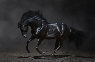 Фото черного коня 
