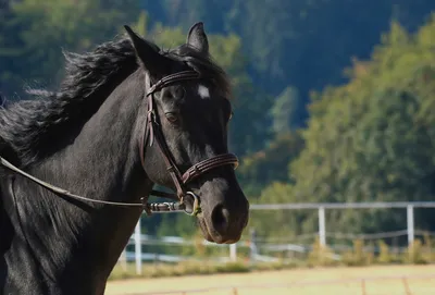 черный конь красивый портрет обои Hd, черная красавица картина конь,  лошадь, черный фон картинки и Фото для бесплатной загрузки