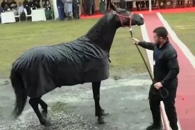 нарисованный черный конь, животное, лошади, черный png | Klipartz