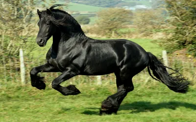 Портрет Изящного Черного Коня — стоковые фотографии и другие картинки  Лошадь - Лошадь, Чёрный цвет, Синяк под глазом - iStock