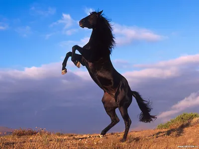 Фотообои Портрет черного коня на закате артикул Anm-231 купить в  Оренбург|;|9 | интернет-магазин ArtFresco