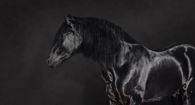 Онлайн пазл «Черный конь»