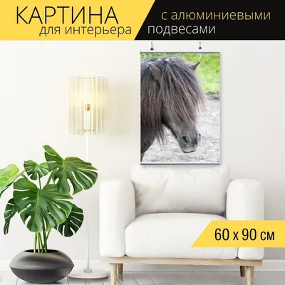 Картинки черный конь - 59 фото