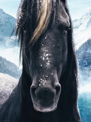 портрет чёрного спортивного коня на черном фоне. Стоковое Фото -  изображение насчитывающей родословная, млекопитающее: 235696690