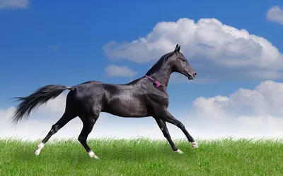 Препарат для потенции \"Черный конь\" (для мужчин), виагра - купить с  доставкой по выгодным ценам в интернет-магазине OZON (1100912618)