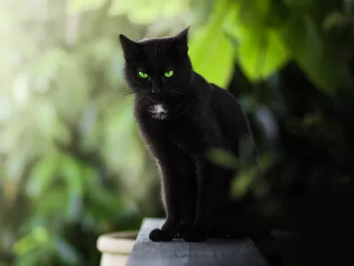 Фото черного кота с зелеными глазами 