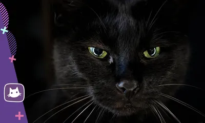 Черный кот с зелеными глазами порода - картинки и фото koshka.top