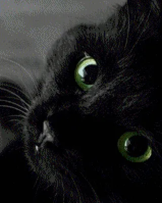 Чёрные кошки в культуре — Википедия