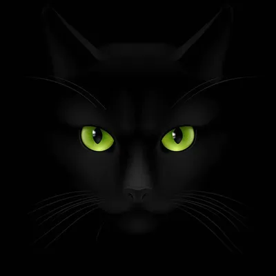 😼Никакой мистики: основные черты характера черной кошки | Нос, хвост, лапы  | Дзен