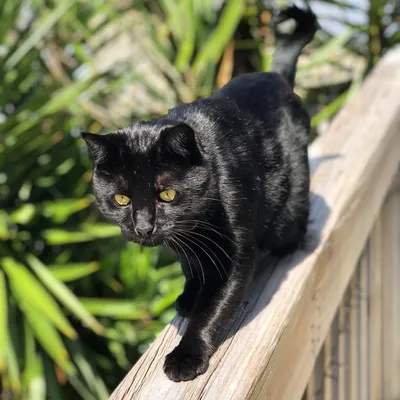 Черный кот сфинкса с зелеными глазами Стоковое Изображение - изображение  насчитывающей лапка, наг: 85984945
