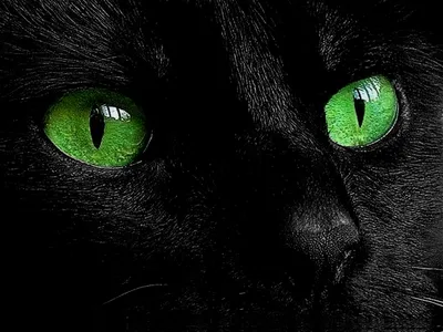 Глаза черной кошки - 75 фото
