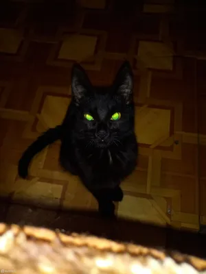 Фото чёрного кота с зелёными …» — создано в Шедевруме