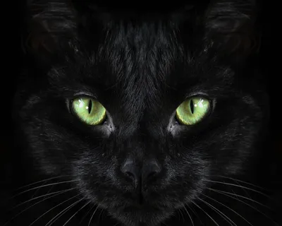 Обои на рабочий стол Черный кот с зелеными глазами, by Briam Cute, обои для  рабочего стола, скачать обои, обои бесплатно