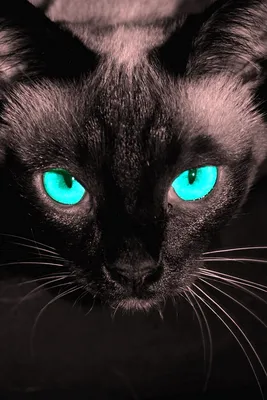 чёрный пушистый кот с зелёными глазами Стоковое Фото - изображение  насчитывающей млекопитающее, головка: 225894224