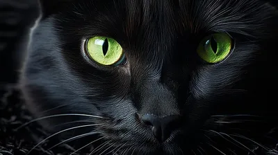 Черный котенок с желтыми глазами - 77 фото