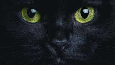Черная кошка с зелеными глазами порода - картинки и фото koshka.top