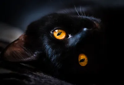 Черный котенок с зелеными глазами - 64 фото