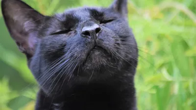 Как убийство чёрных кошек обернулось для человечества настоящим бедствием |  29.05.2022, ИноСМИ