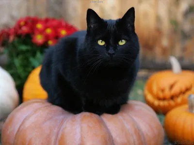 Красивый черный кот с зелеными глазами на улице Стоковое Фото - изображение  насчитывающей кот, город: 103813528