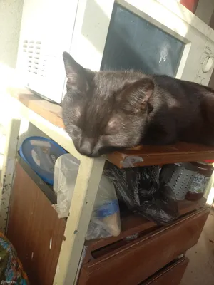 К чему снится черная кошка: толкование снов про черную кошку
