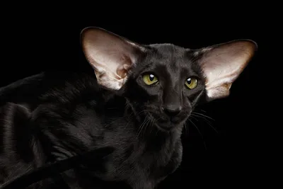 Символ везение или неудачи - черный кот дома | Статьи интернет магазина Вип  Питомца
