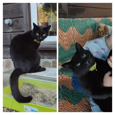 Черный кот с зелеными глазами: краткое описание, особенности окраса, фото
