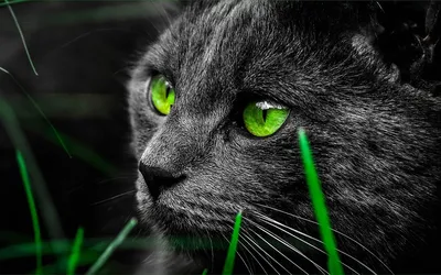 Черный кот | Кинозоопарк - 8(916)7021108