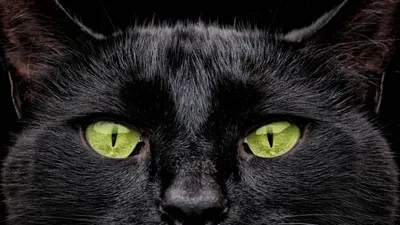 черная кошка с желтыми глазами в лесу, черная кошка вид спереди, Hd  фотография фото, кошка фон картинки и Фото для бесплатной загрузки