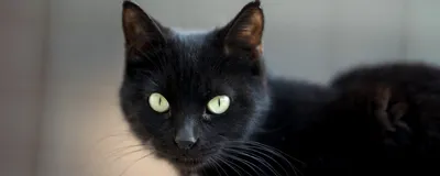 Чёрная кошка с зелёными глазами: породы - Кот, пёс и я