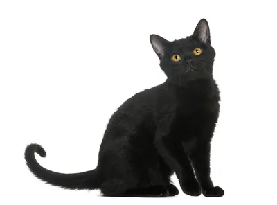 Черный кот с зелеными глазами - красивые фото