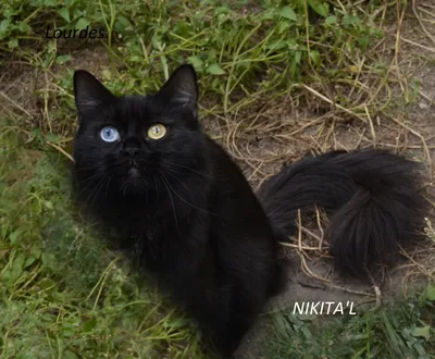 Красивый черный кот (58 лучших фото)