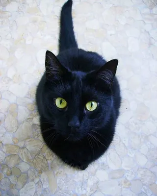 Черный котенок с зелеными глазами - 79 фото