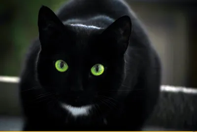 Порода черных кошек с зелеными глазами - 74 фото