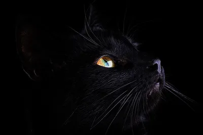 Лицо Черного Кота С Зелеными Глазами Крупным Планом Изображение — стоковые  фотографии и другие картинки Котёнок - iStock