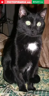 черная кошка с желтыми глазами стоит напротив листа, черная кошка стоит на  фоне свежей зелени, Hd фотография фото, кошка фон картинки и Фото для  бесплатной загрузки