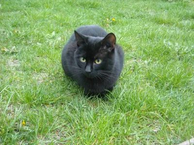 Чёрный кот с зелёными глазами арт - 32 фото