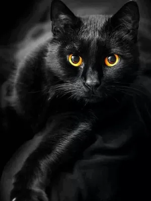 Фото черного кота с желтыми глазами фотографии