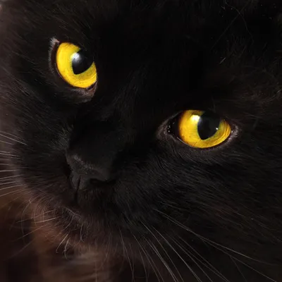 Черный вислоухий кот с желтыми глазами - 74 фото