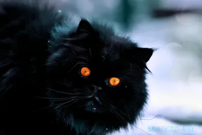 черный кот с желтыми глазами в темноте, картинка черного кота, кошка, кошка  Кошка фон картинки и Фото для бесплатной загрузки