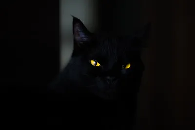 Черный кот с желтыми глазами Стоковое Изображение - изображение  насчитывающей мужчина, черный: 211582695