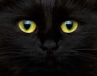 Правда ли, что черные кошки приносят неудачу