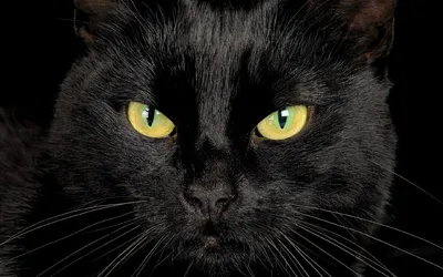 Черный пушистый кот с желтыми глазами - 73 фото