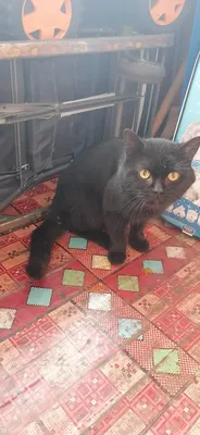 Черная кошка с желтыми глазами - 76 фото