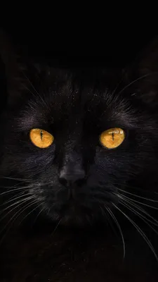 Красивый черный кот с желтыми глазами Стоковое Фото - изображение  насчитывающей ноча, любимчик: 36144068
