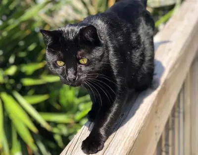 Черный кот с желтыми глазами смотрит в камеру. | Премиум Фото