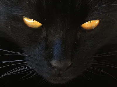 Кот с желтыми глазами, клыки Стоковое Фото - изображение насчитывающей  любознательно, изолировано: 198126060