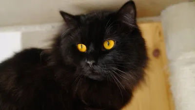 Найден чёрный кот с жёлтыми глазами, ул. Бергавинова, 15, Архангельск |  Pet911.ru
