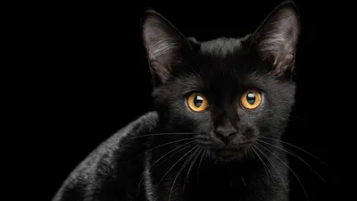 Черная кошка с карими глазами - 64 фото